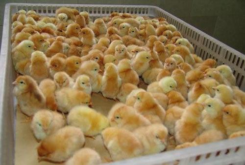农村散养土鸡