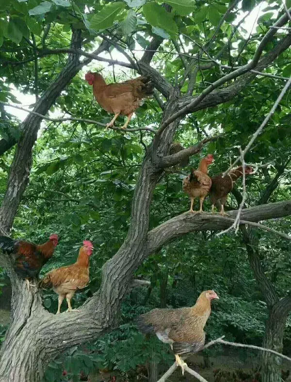金寨土鸡