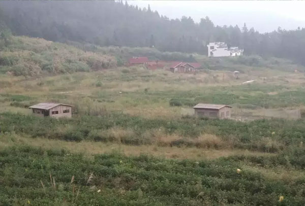 金寨土鸡