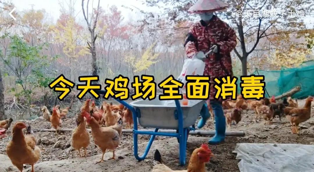散养土鸡