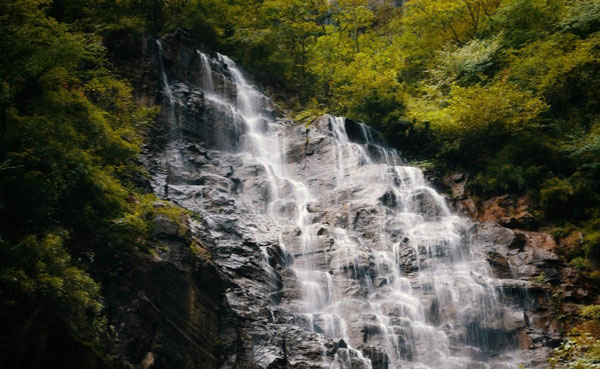 大别山土鸡