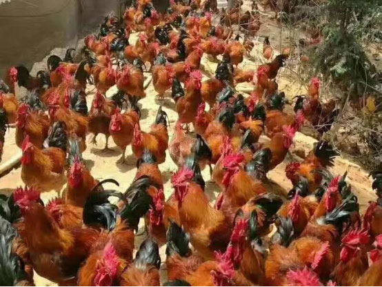 金寨农家土鸡