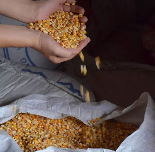 金寨农家土鸡