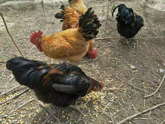 金寨农家土鸡