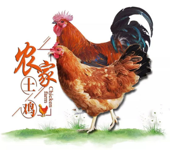 金寨农家土鸡