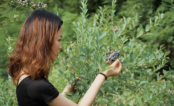 金寨蓝莓种植基地