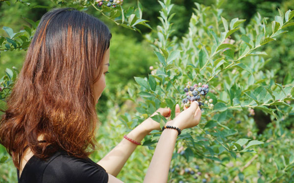 金寨蓝莓种植基地