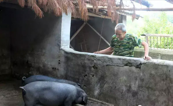 金寨黑毛猪