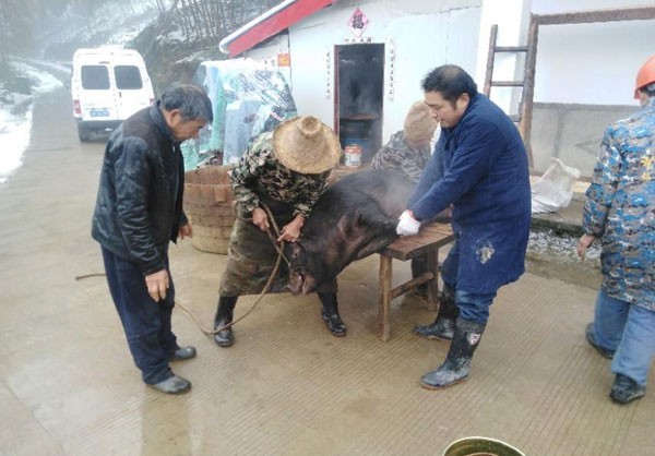金寨黑毛猪