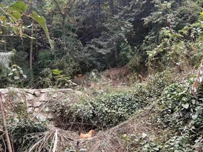 金寨跑山鸡