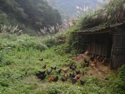 金寨跑山鸡