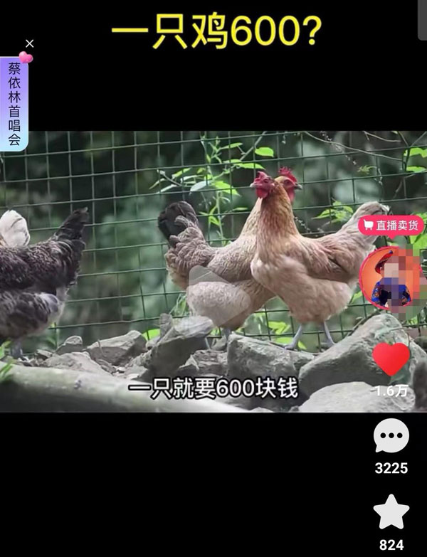金寨跑山鸡
