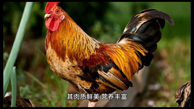 金寨跑山鸡