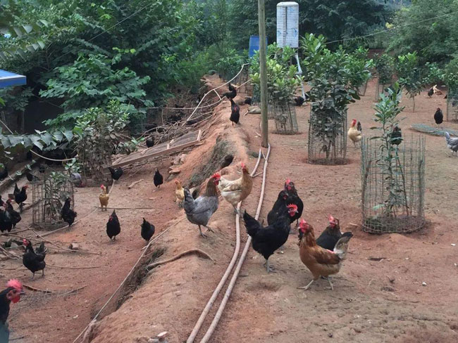 跑山鸡养殖
